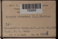 Arcyria denudata image